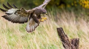 Evita tener vendedores zopilotes, ten halcones