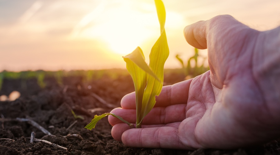 Infonavit dará créditos a trabajadores agrícolas temporales