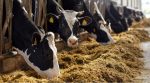 Se debe reconocer el 0% de IVA en venta de harinas para alimento de ganado: Prodecon